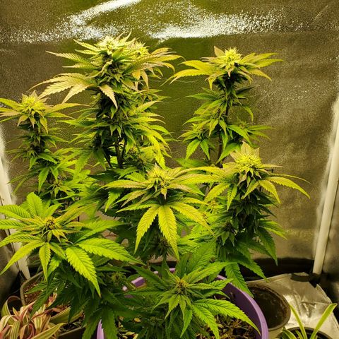 LA Confidential growlog timeline photo