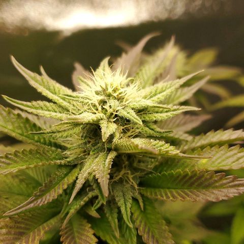 LA Confidential growlog timeline photo