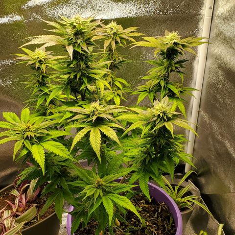 LA Confidential growlog timeline photo