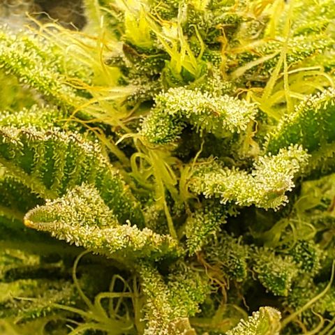 LA Confidential growlog timeline photo
