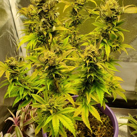 LA Confidential growlog photo: Starting to flush.