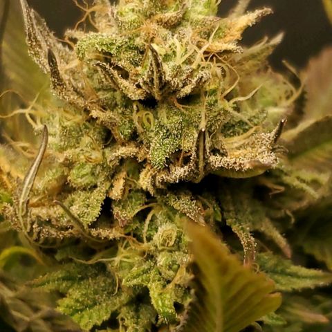 LA Confidential growlog timeline photo