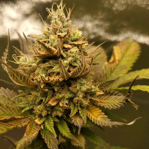 LA Confidential growlog timeline photo