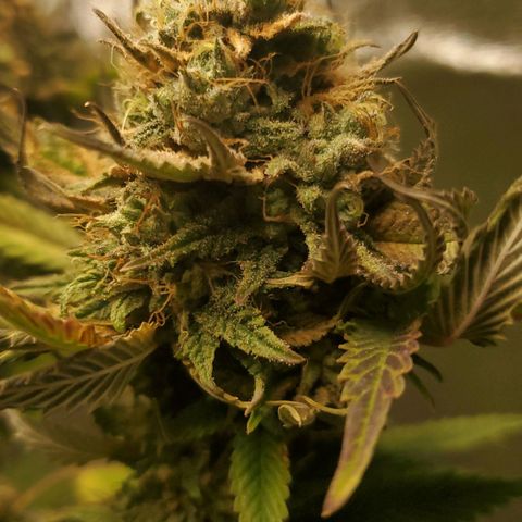 LA Confidential growlog timeline photo
