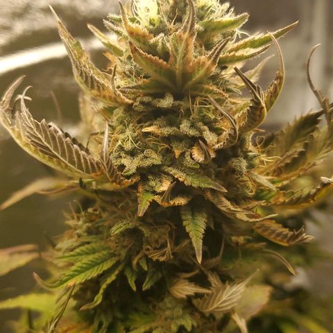 LA Confidential growlog timeline photo