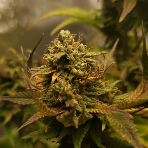 LA Confidential growlog timeline photo