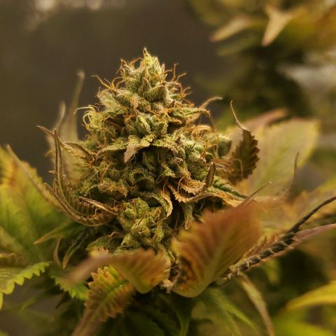 LA Confidential growlog timeline photo