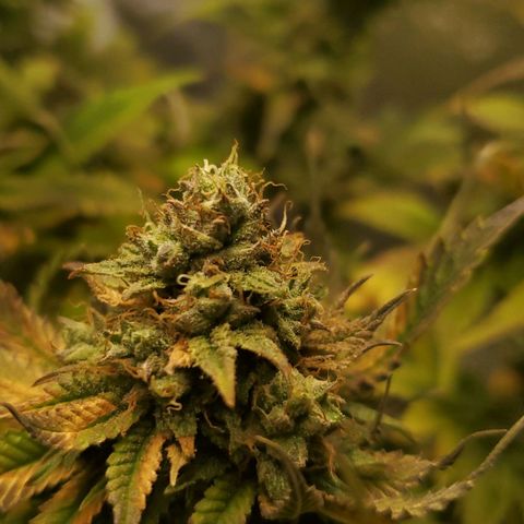 LA Confidential growlog timeline photo