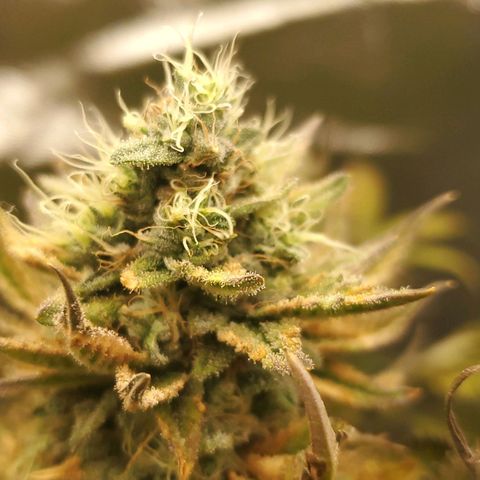 LA Confidential growlog timeline photo