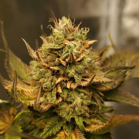 LA Confidential growlog timeline photo