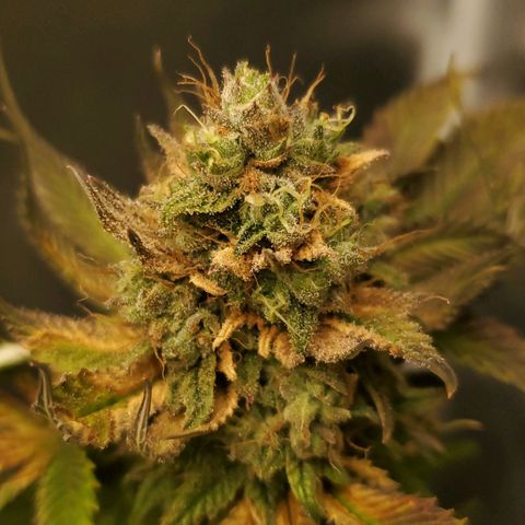 LA Confidential growlog timeline photo