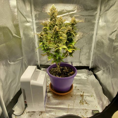LA Confidential growlog timeline photo