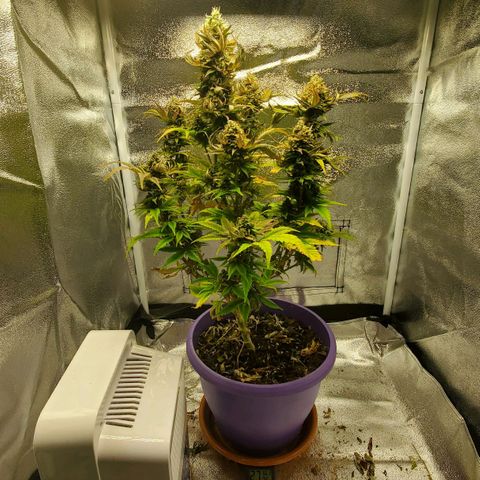 LA Confidential growlog timeline photo