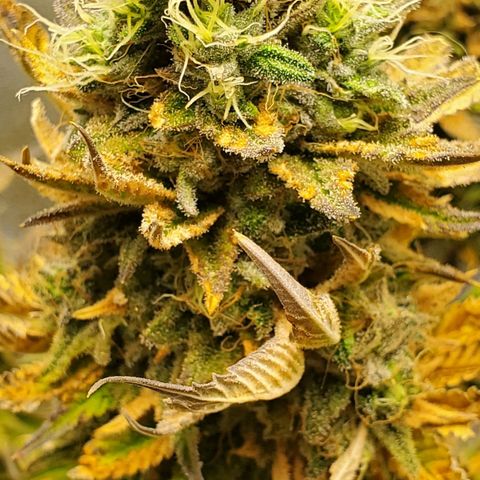 LA Confidential growlog photo: Finishing up the flush.