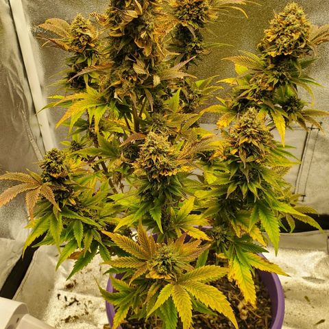 LA Confidential growlog photo: Finishing up the flush.