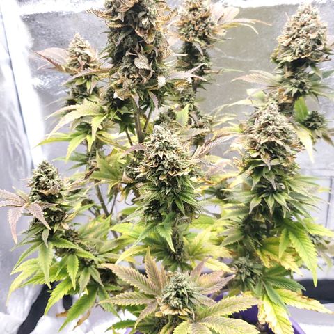 LA Confidential growlog photo: Finishing up the flush.