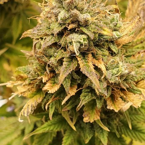 LA Confidential growlog photo: Finishing up the flush.