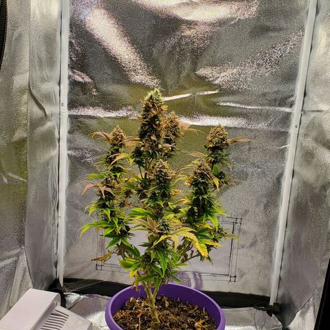 LA Confidential growlog photo: Finishing up the flush.