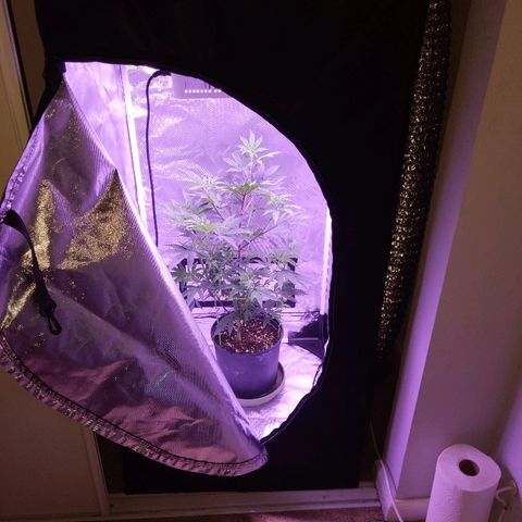 Girl Scout Cookies growlog timeline photo