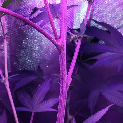 Girl Scout Cookies growlog timeline photo