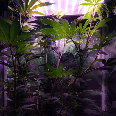 Girl Scout Cookies growlog timeline photo