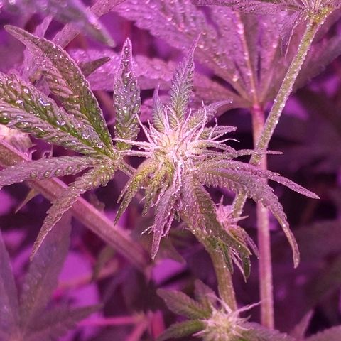 Girl Scout Cookies growlog timeline photo