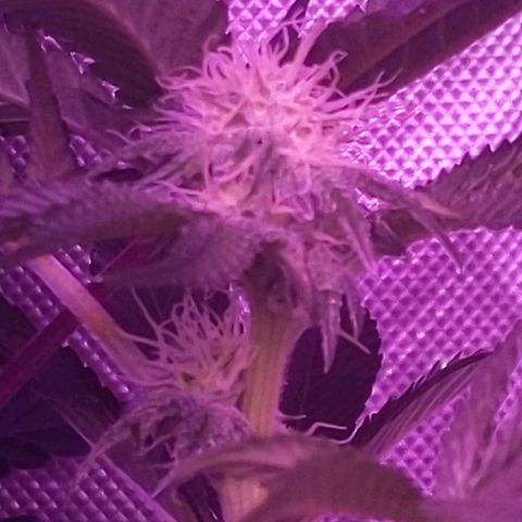 Girl Scout Cookies growlog timeline photo