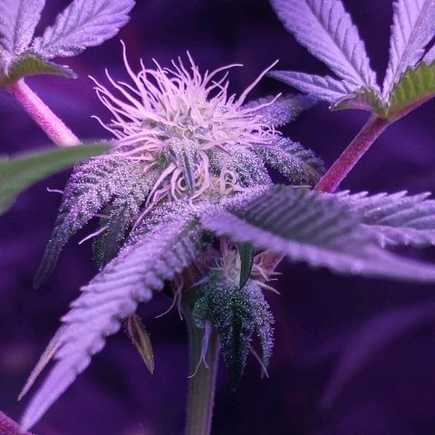 Girl Scout Cookies growlog timeline photo