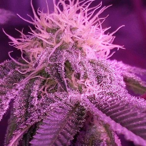 Girl Scout Cookies growlog timeline photo