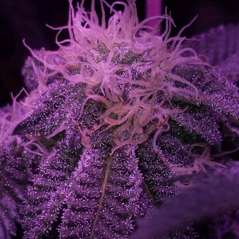 Girl Scout Cookies growlog timeline photo