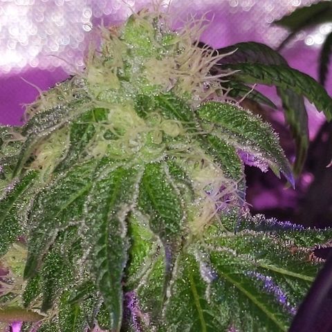 Girl Scout Cookies growlog timeline photo