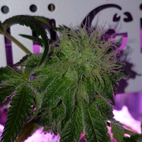 Girl Scout Cookies growlog timeline photo