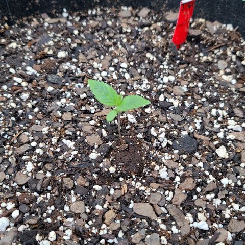Jack Herer growlog timeline photo