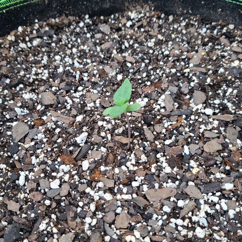 Purple Power growlog timeline photo