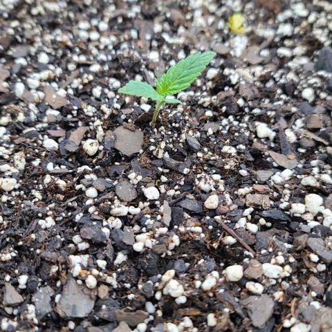 MediKit growlog timeline photo