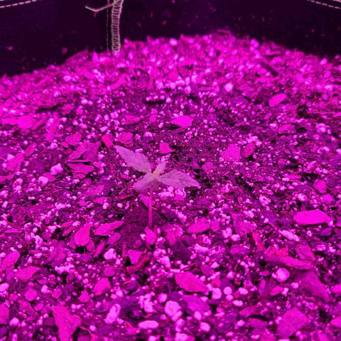 Critical Plus growlog timeline photo