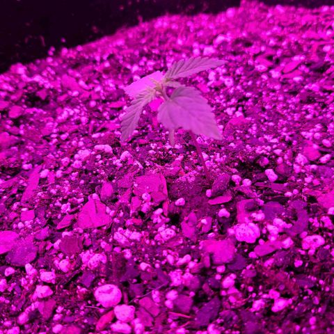 Jack Herer growlog timeline photo