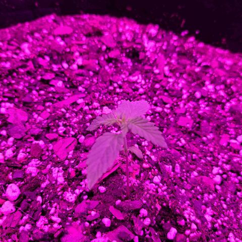 Jack Herer growlog timeline photo
