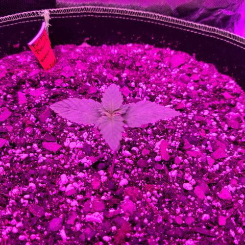 Purple Power growlog timeline photo
