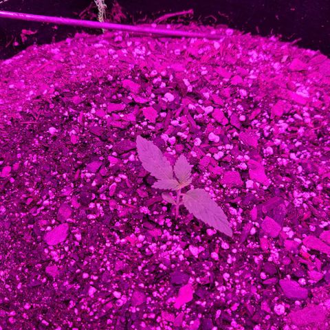 MediKit growlog timeline photo
