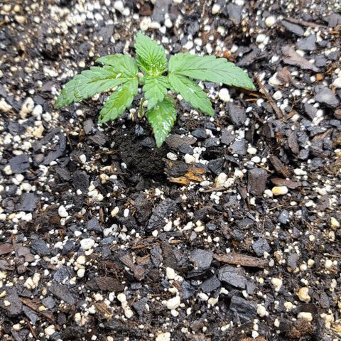 Critical Plus growlog timeline photo