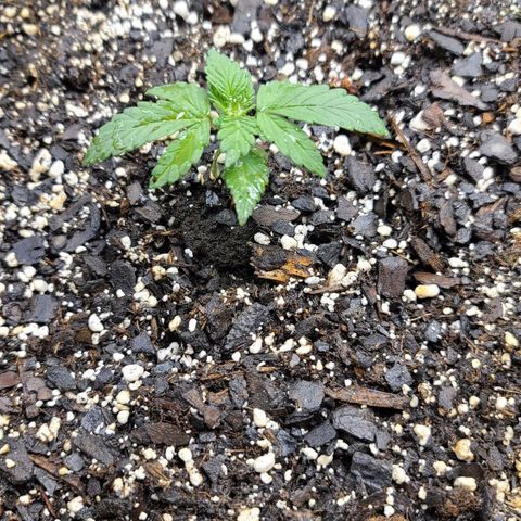 Critical Plus growlog timeline photo