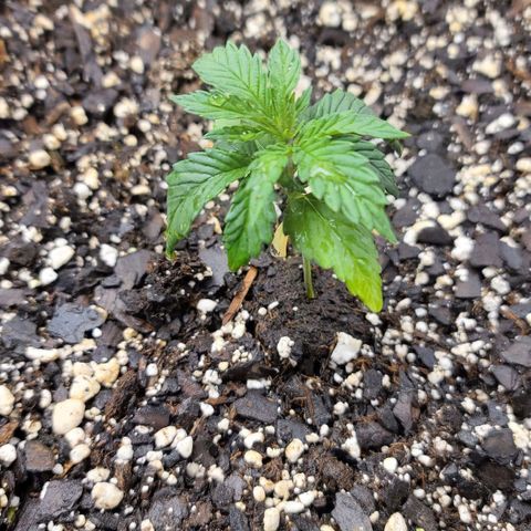 Jack Herer growlog timeline photo