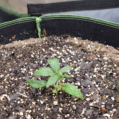 MediKit growlog timeline photo