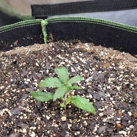 MediKit growlog timeline photo