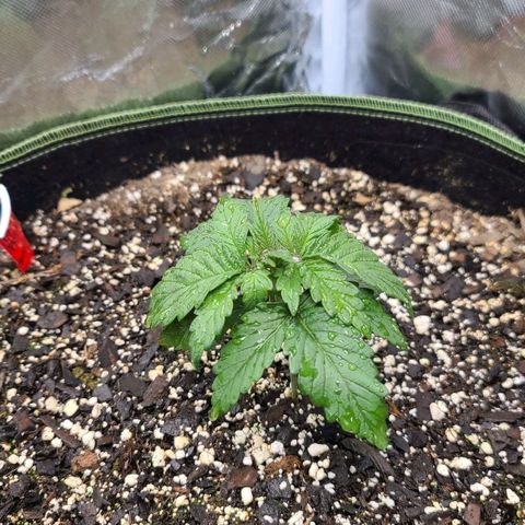 Purple Power growlog timeline photo