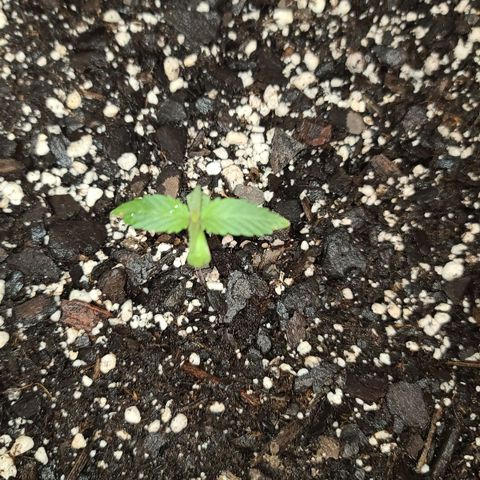Aurora Indica growlog timeline photo