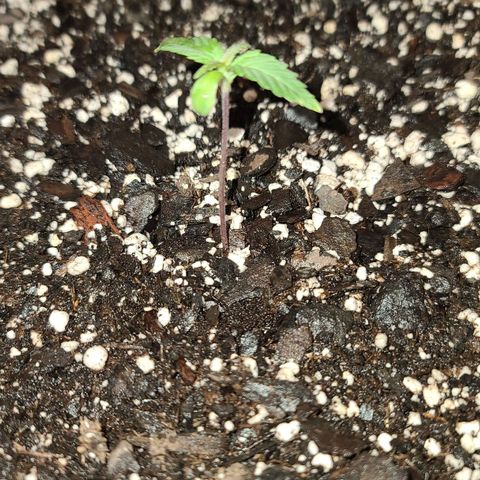 Aurora Indica growlog timeline photo