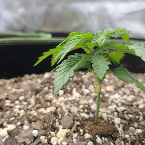 Jack Herer growlog photo: Pinched the 6th one! 