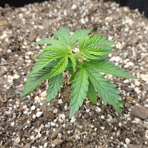 Jack Herer growlog photo: Pinched the 6th one! 